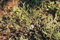 Asparagobius braunsi