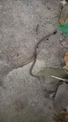 Oligodon pseudotaeniatus