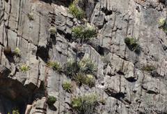 Agave victoriae-reginae swobodae