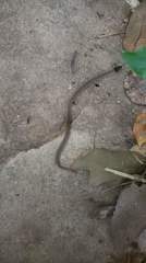 Oligodon pseudotaeniatus