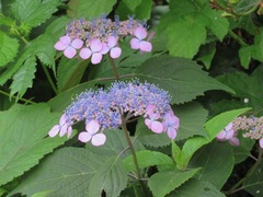 Hydrangea serrata
