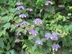 Hydrangea serrata