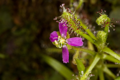 Drosera indica