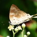 Blue-bordered Plane - Photo (c) Aniruddha Singhamahapatra, some rights reserved (CC BY-NC), uploaded by Aniruddha Singhamahapatra
