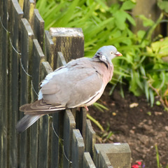 Columba palumbus