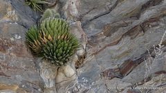 Agave victoriae-reginae swobodae