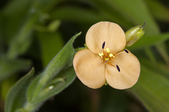 Murdannia lanuginosa