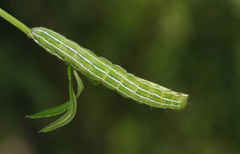 Amphipyra tragopoginis