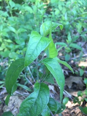 Ruellia pedunculata