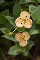 Murdannia lanuginosa