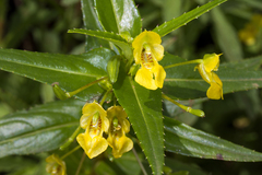 Impatiens dalzellii