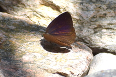 Arhopala alea
