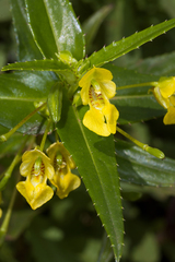 Impatiens dalzellii