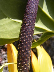 Anthurium grandifolium