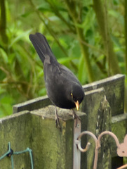 Turdus merula