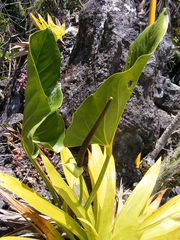 Anthurium grandifolium