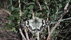 Melanargia larissa
