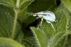 Parapionus varicolor