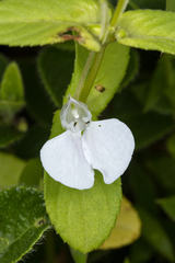 Impatiens lawii