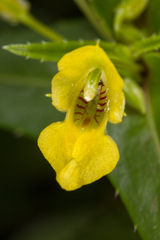Impatiens dalzellii