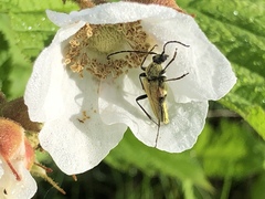 Lepturobosca