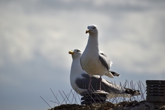 Larus argentatus