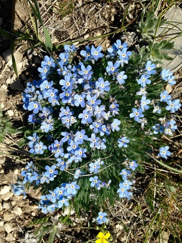 Eritrichium howardii