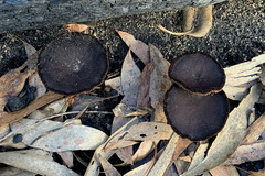 Neolentinus dactyloides
