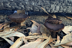 Neolentinus dactyloides