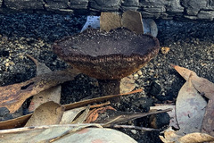 Neolentinus dactyloides