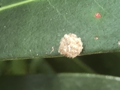 Ceroplastes floridensis