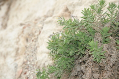 Podonosma orientalis