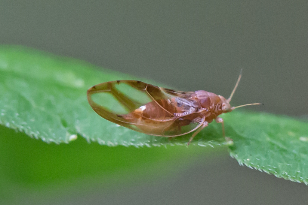 Blackberry Psyllid