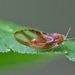 Phylloplecta tripunctata - Photo (c) Bill Keim, osa oikeuksista pidätetään (CC BY)