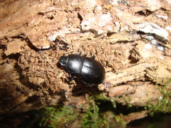 Coelometopus clypeatus