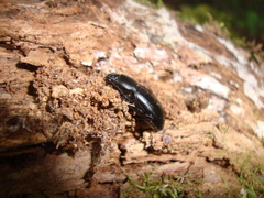 Coelometopus clypeatus