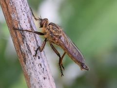 Eutolmus rufibarbis