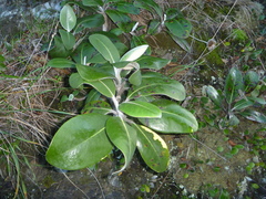 Pachystegia insignis