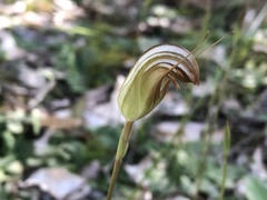 Pterostylis ophioglossa