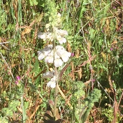 Collinsia tinctoria