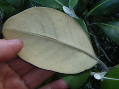Pachystegia insignis