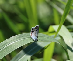 Plebejus argyrognomon