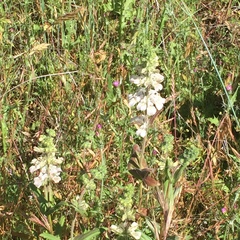 Collinsia tinctoria