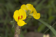 Smithia hirsuta