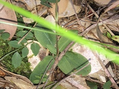 Pterostylis ophioglossa