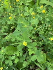 Medicago lupulina