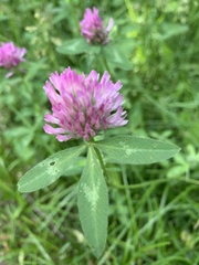 Trifolium pratense
