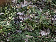 Pterostylis ophioglossa