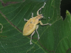 Hypomeces pulviger