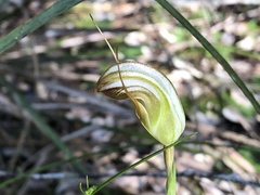 Pterostylis ophioglossa